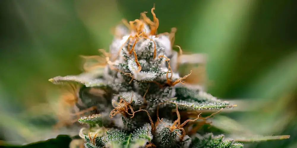 CBD-квіти 5 хибних уявлень і міфів-cbdshop24.de