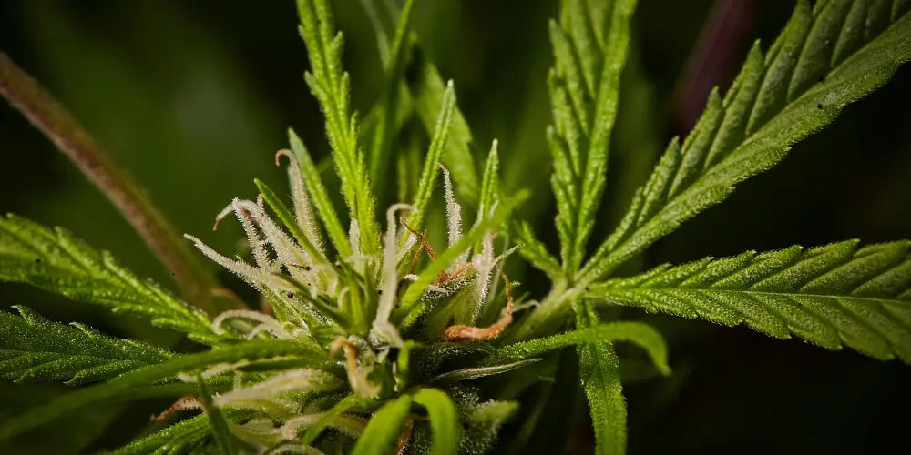 Критика CBD: що стоїть за цим?-cbdshop24.de