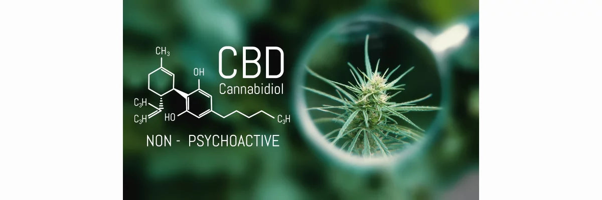 Cannabidiol CBD-cbdshop24.de