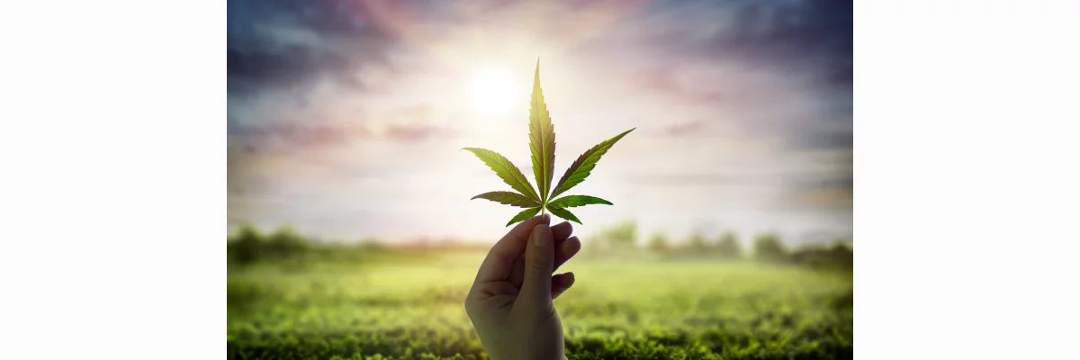 Verkauf von CBD-Produkten | cbdshop24.de-cbdshop24.de