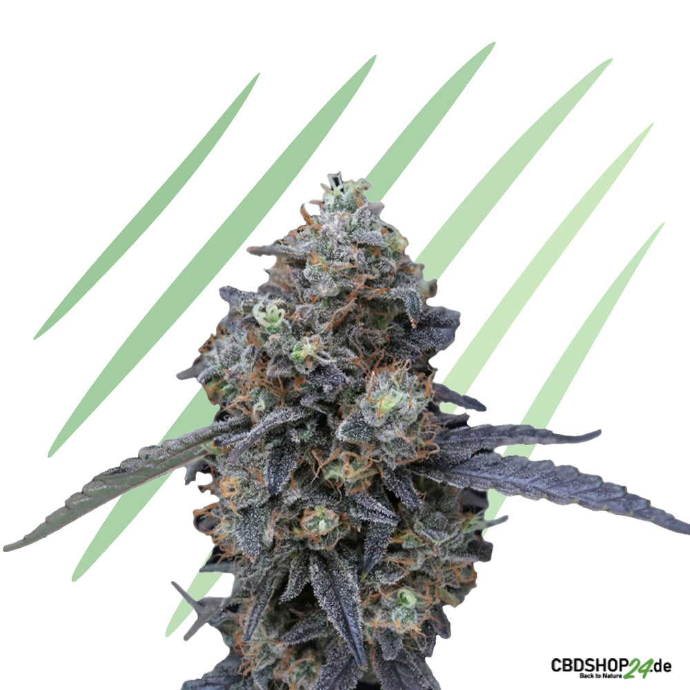 Feminisierte Cannabis Samen-cbdshop24.de
