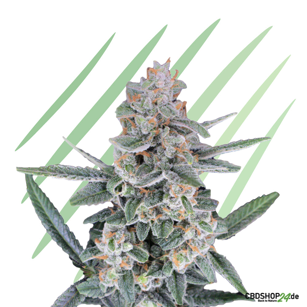 Feminisierte Cannabis Samen-cbdshop24.de