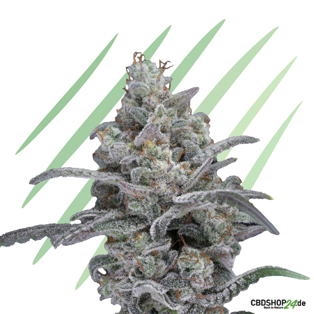 Feminisierte Cannabis Samen-cbdshop24.de