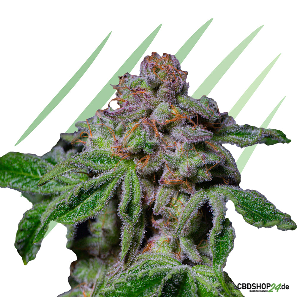 Feminisierte Cannabis Samen-cbdshop24.de