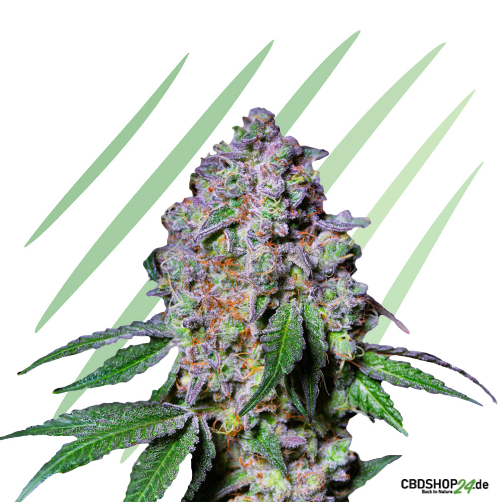Feminisierte Cannabis Samen-cbdshop24.de