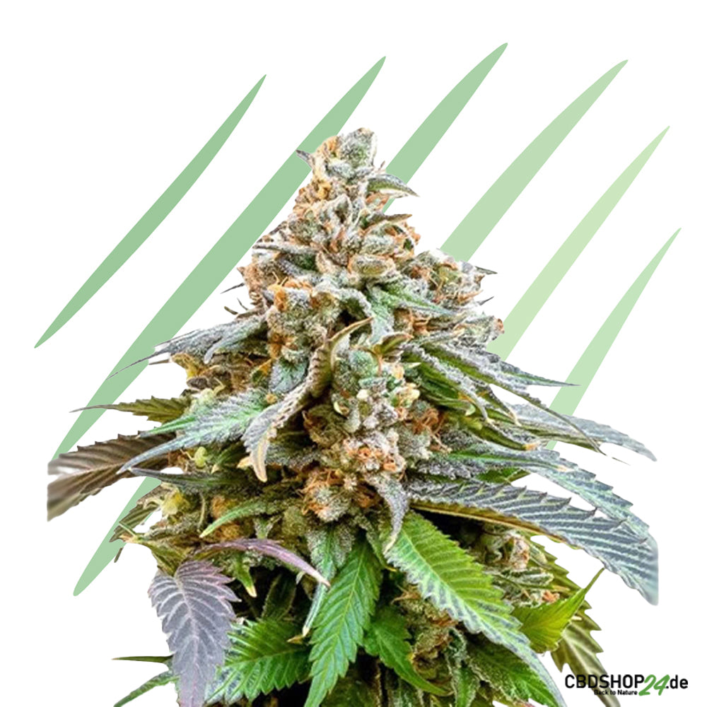 Feminisierte Cannabis Samen-cbdshop24.de