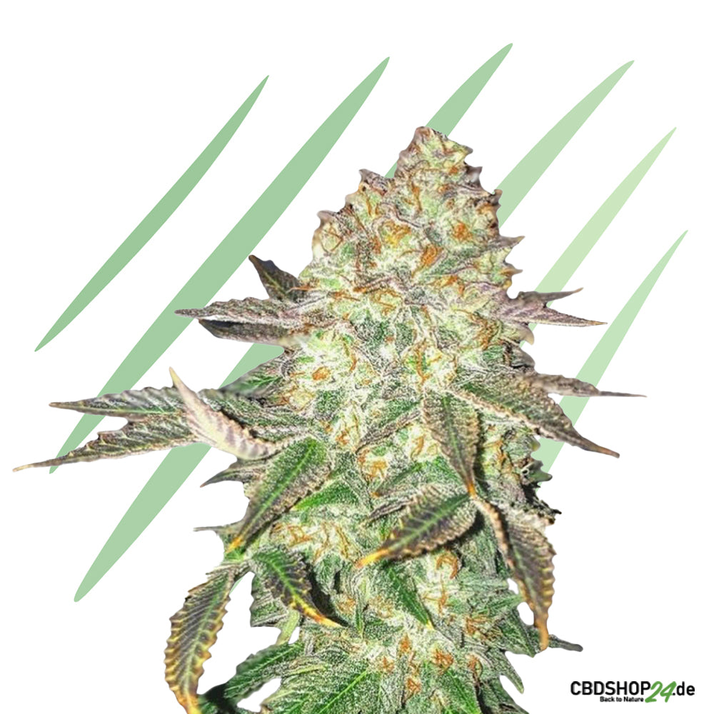 Feminisierte Cannabis Samen-cbdshop24.de