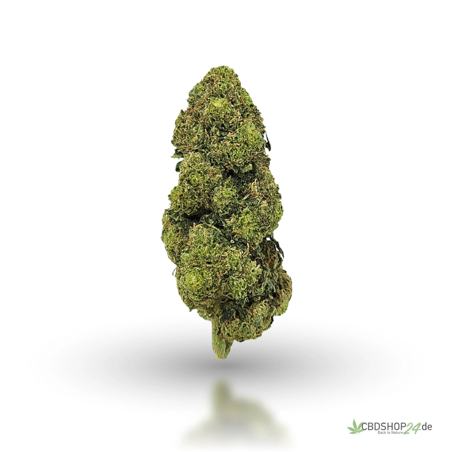 CBD Blüten Jack Herer-cbdshop24.de