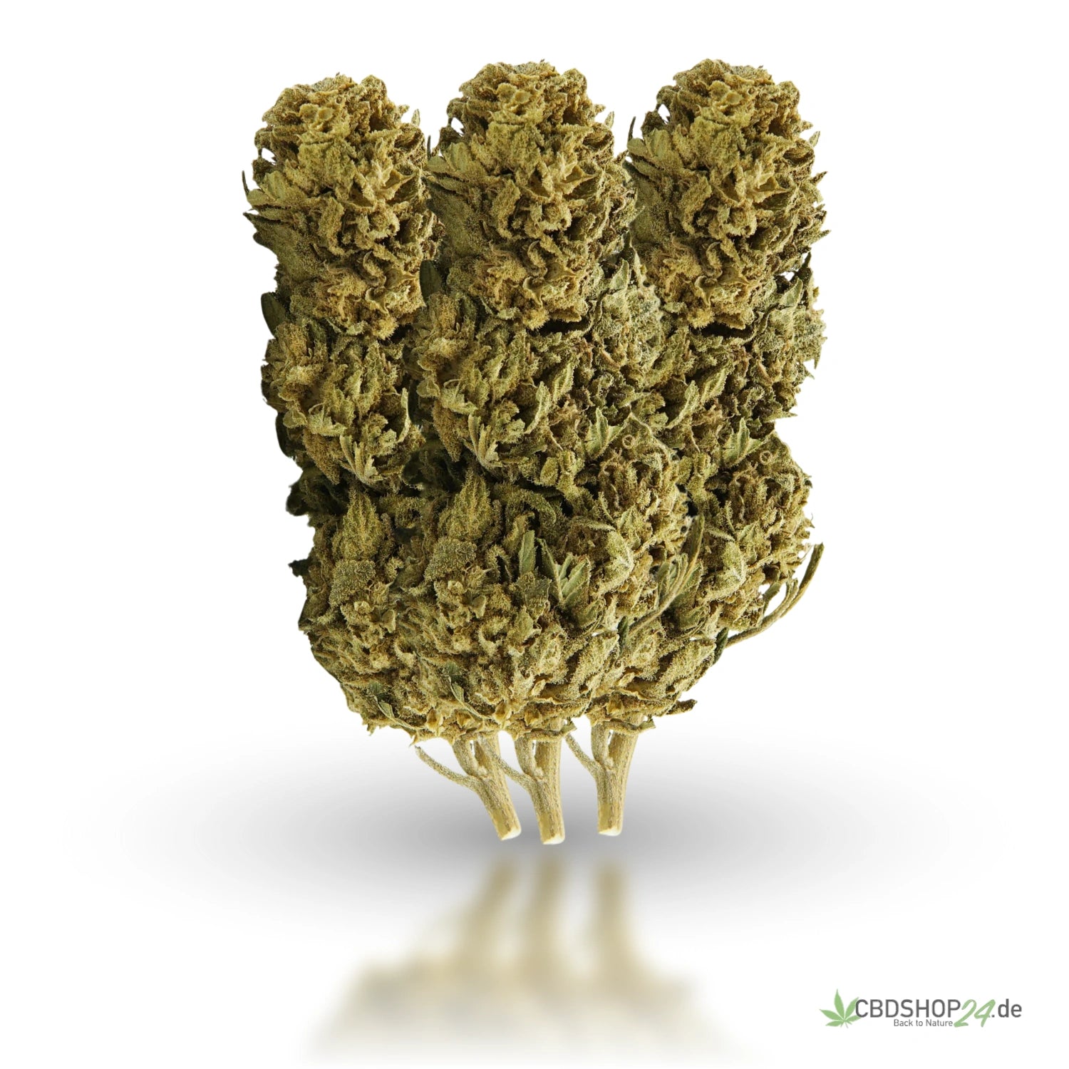 CBD Blüten 10% Sour Lemon cbdshop24