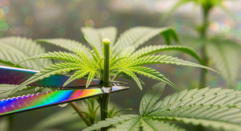 Cannabis Stecklinge schneiden: Anleitung, Zeitpunkt und häufige Fehler