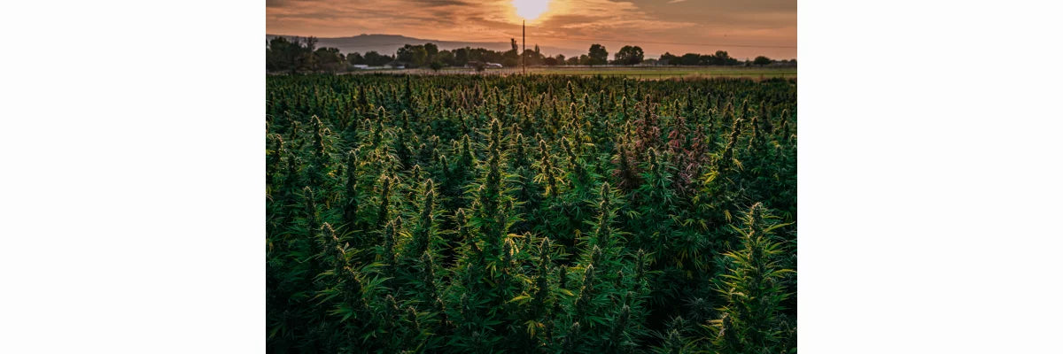 CBD Verordnung-cbdshop24.de