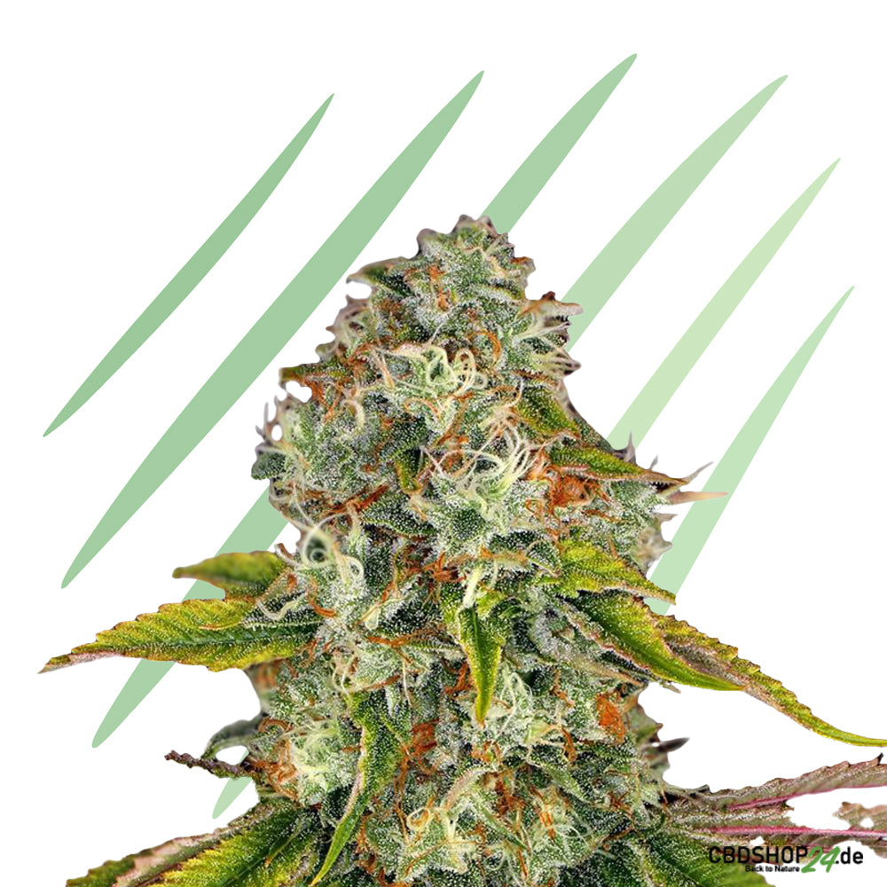 Feminisierte Cannabis Samen-cbdshop24.de