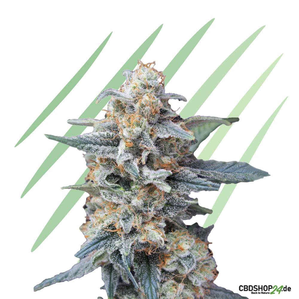 Feminisierte Cannabis Samen-cbdshop24.de