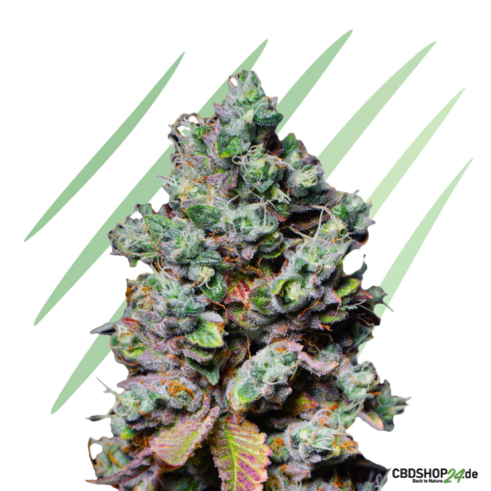 Feminisierte Cannabis Samen-cbdshop24.de