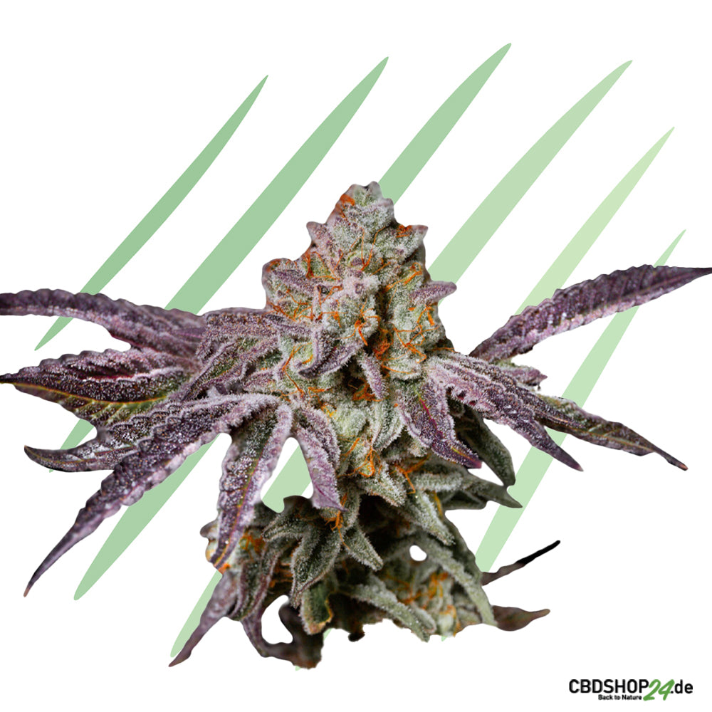 Feminisierte Cannabis Samen-cbdshop24.de