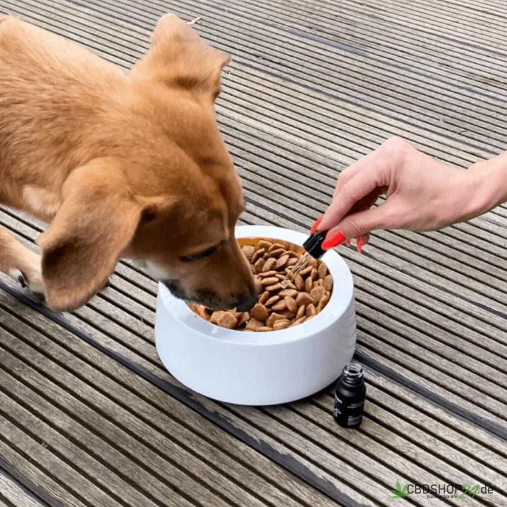 CBD Öl für Hunde 5%-cbdshop24.de